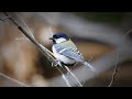 Singing Japanese tit.