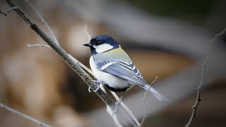 Singing Japanese tit.