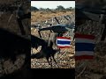 Drone Hit by Bird and Crashes Into Thai Soldiers’ Barbed Wire! #drone #dji #short #shorts
