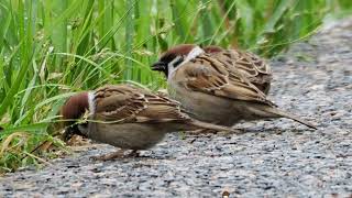 What the sparrows are eating on rainy days?