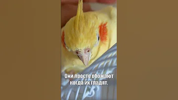 Корелла 🦜: идеальный друг для жизни или нет?
