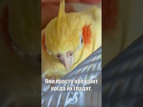 Видео: Забота о детях Cockatiel