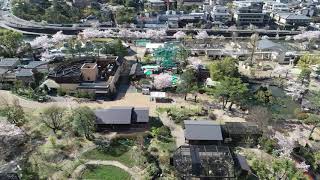 【京都市動物園 桜】2020年4月5日撮影・京都市動物園の桜景色，ドローン映像