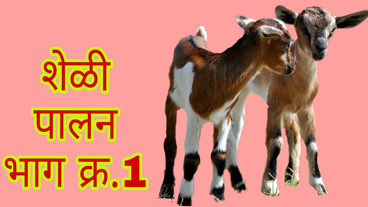 शेळी पालन भाग क्र . 1 goat farm names