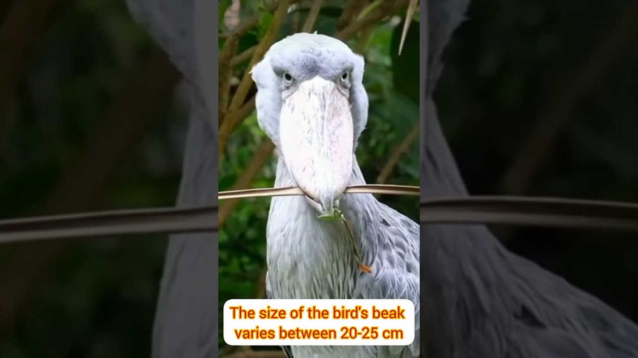 shoebill/How long is the shoebill, how long does its wingspan #shorts
