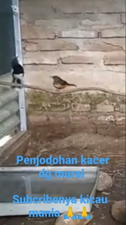 penjodohan Kacer jantan dengan murai batu betina #shorts #shortvideo #short