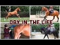 Day in the life  equestrian veterinary breaking foals and more