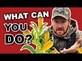 Duck Hunting Club Secrets | Planting for Ducks | Tips to Compete!