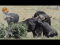 Brutal buffalo fight  kruger park sightings  amazing animals