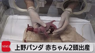 上野パンダ 赤ちゃん２頭出産（2021年6月23日）