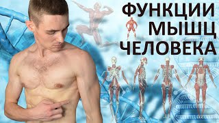 видео: Какие мышцы работают в разных упражнениях? Функции мышц! картинка: Какие мышцы работают в разных упражнениях? Функции мышц!