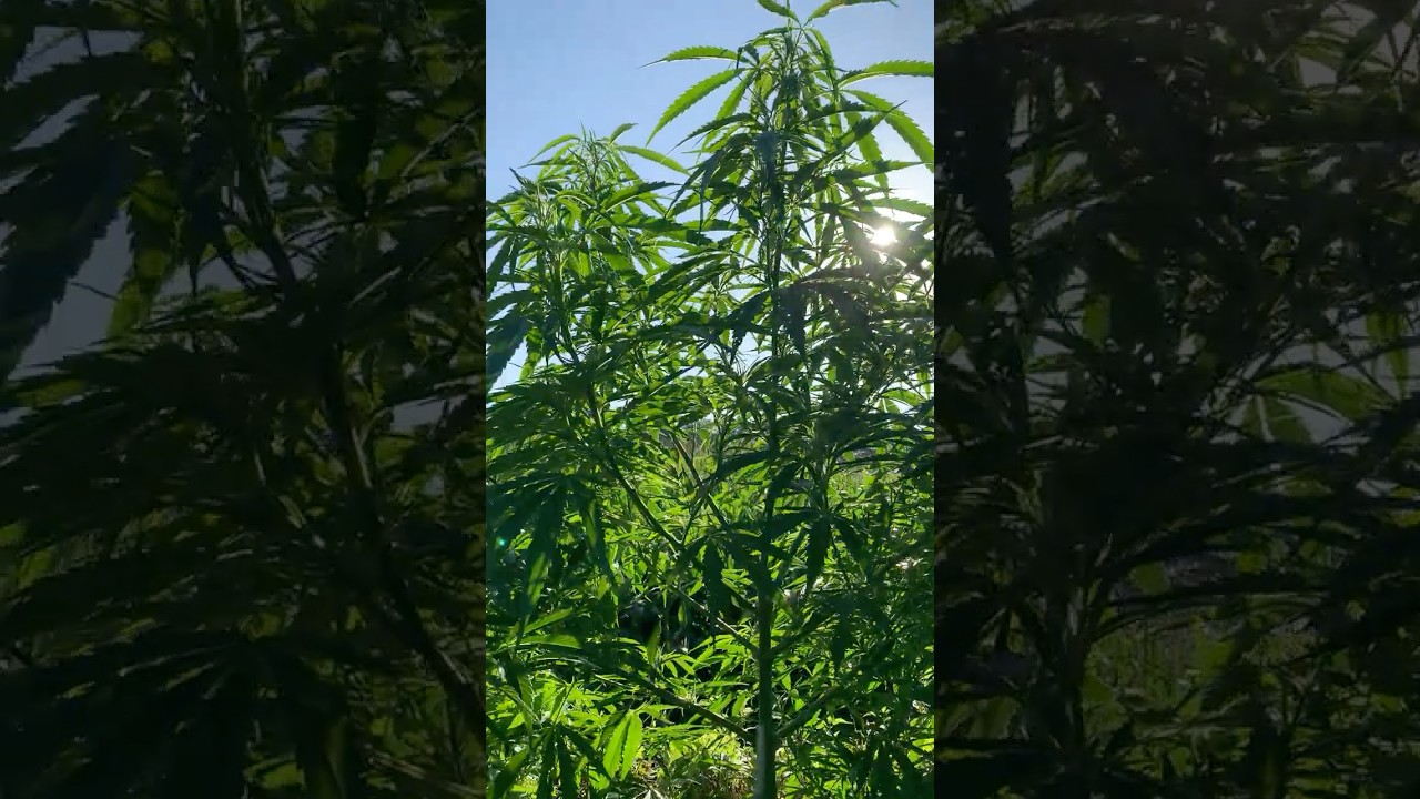 Cannabis Durban Fem sativa in the evening sun 