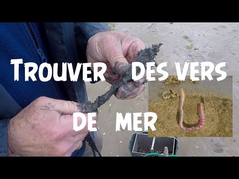 Vidéo: Comment Attraper Des Vers De Vase