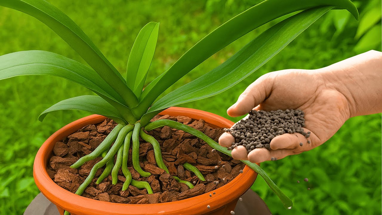 Summary of ways to create super root and sprout stimulating fertilizers for orchids