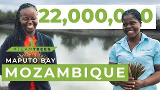 Bringing Back Mangroves to Mozambique