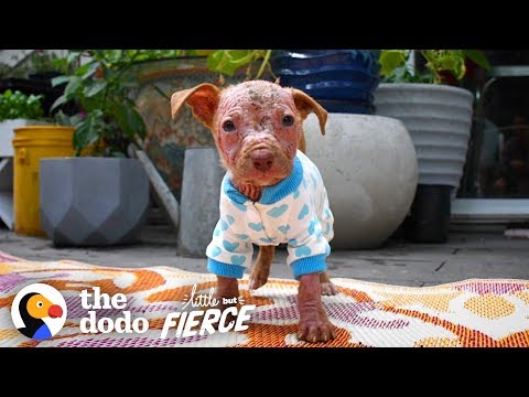 Watch This Bald Pit Bull Puppy Grow the Prettiest Fur | The Dodo Little But Fierce