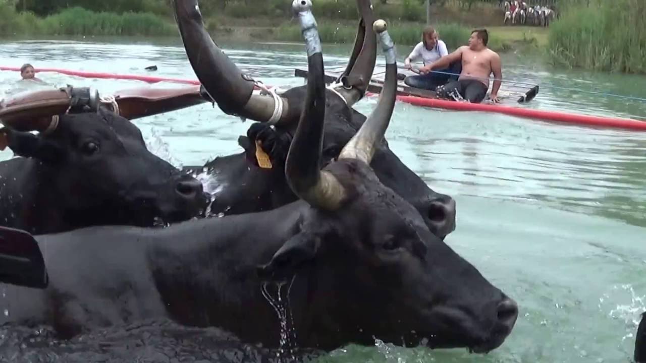 Gaso a Châteaurenard sur le Passage de la Manade La Vistrenque 2016