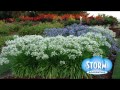 Plant Profile - Storm™ Agapanthus