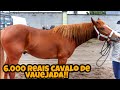 FEIRA DE CAVALO EM CARUARU PE 💲💲 TERÇA FEIRA 03/08/2021