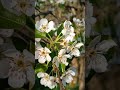 Flori de măr, natură, liniște