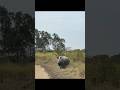 Slow Moving Rhino in Jungle Road|| 🦏#Rhino #Wildlife #Jungle #Nature #Animal #Forest #viralRhino