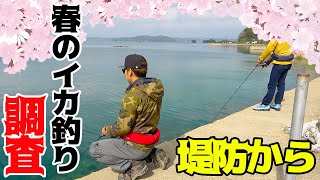 春イカを求めて堤防から狙ってみた！！