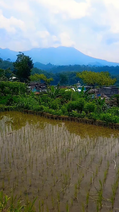 Pagi Yang Sejuk #pemandangan #wisataalam #videoviral