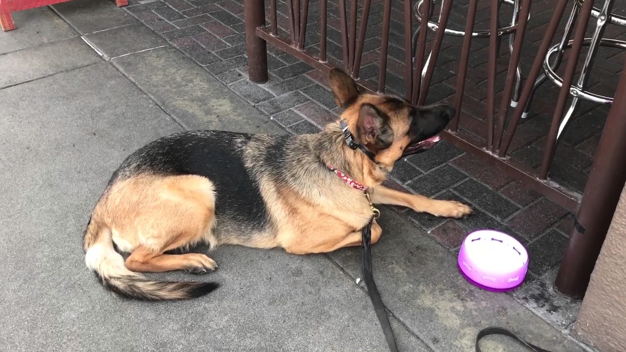 prosaic Dylan Blau from EPIC DOG PROS with Epic Gyro in Huntington Beach Dog Training on Main Street!