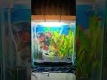 My New Aquarium Fish...#aquarium #fishtank