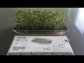 How to grow cress - Grow cress microgreens FAST and EASY (with timelapse) How to grow cress - Grow cress microgreens FAST and EASY (with timelapse)