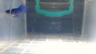 Yavru Hmpk Beta Balıklarım