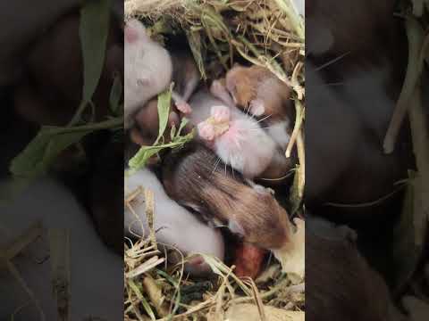 10000₹ ke hamster 🐹