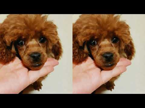 [everysing] 질투 (Duet. 키썸)