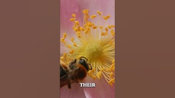 Bumblebee Cooling & Buzz Pollination Ultra Macro | Forest Sound ASMR bugs #macrophotography