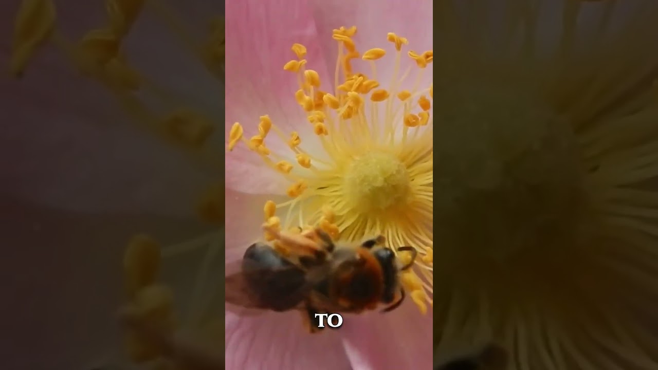 Bumblebee Cooling & Buzz Pollination Ultra Macro | Forest Sound ASMR bugs 