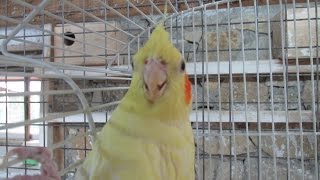 Попугай Кеша, корелла. Попугай Кеша, корелла.