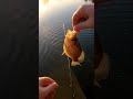 EVERY cast! #fishing #crappiefishing #shorts