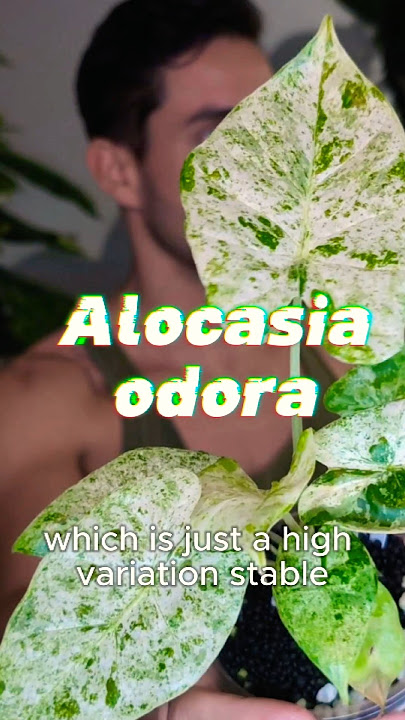 Alocasia Odora Batik ! A great Variegated option for beginners! #alocasia #odora #odorabatik #batik