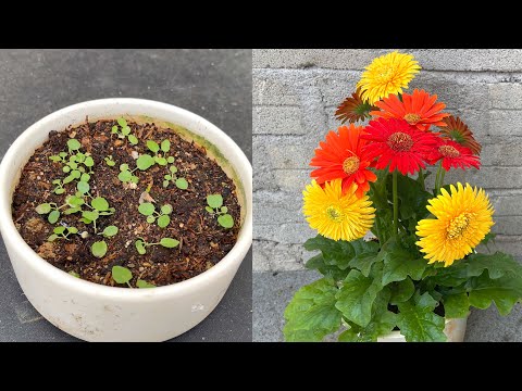 Video: Gerbera Care Indoors - Kuinka kasvattaa Gerbera Daisy -kasveja sisällä