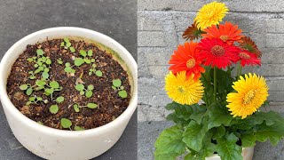 Как разводить цветы Gerbera jamesonii с 3 цветами на 1 растении