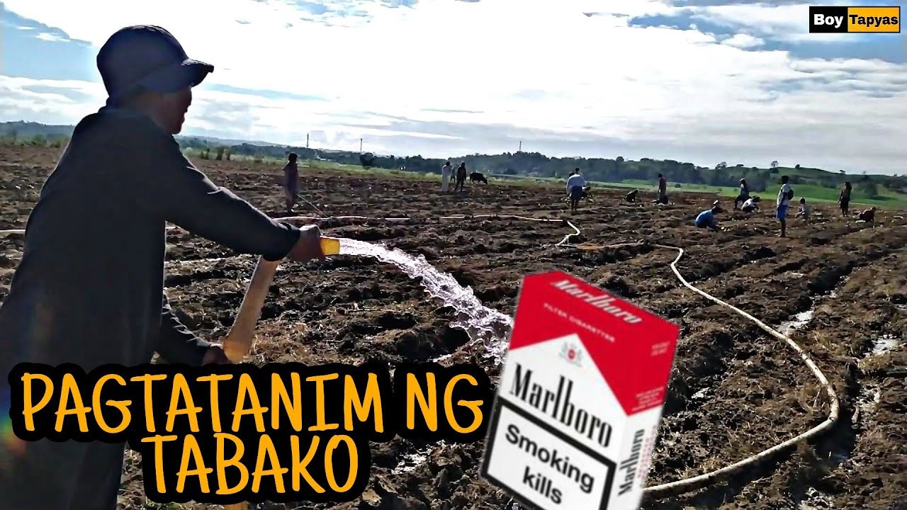 Paano itanim ang paborito mong SIGARILYO