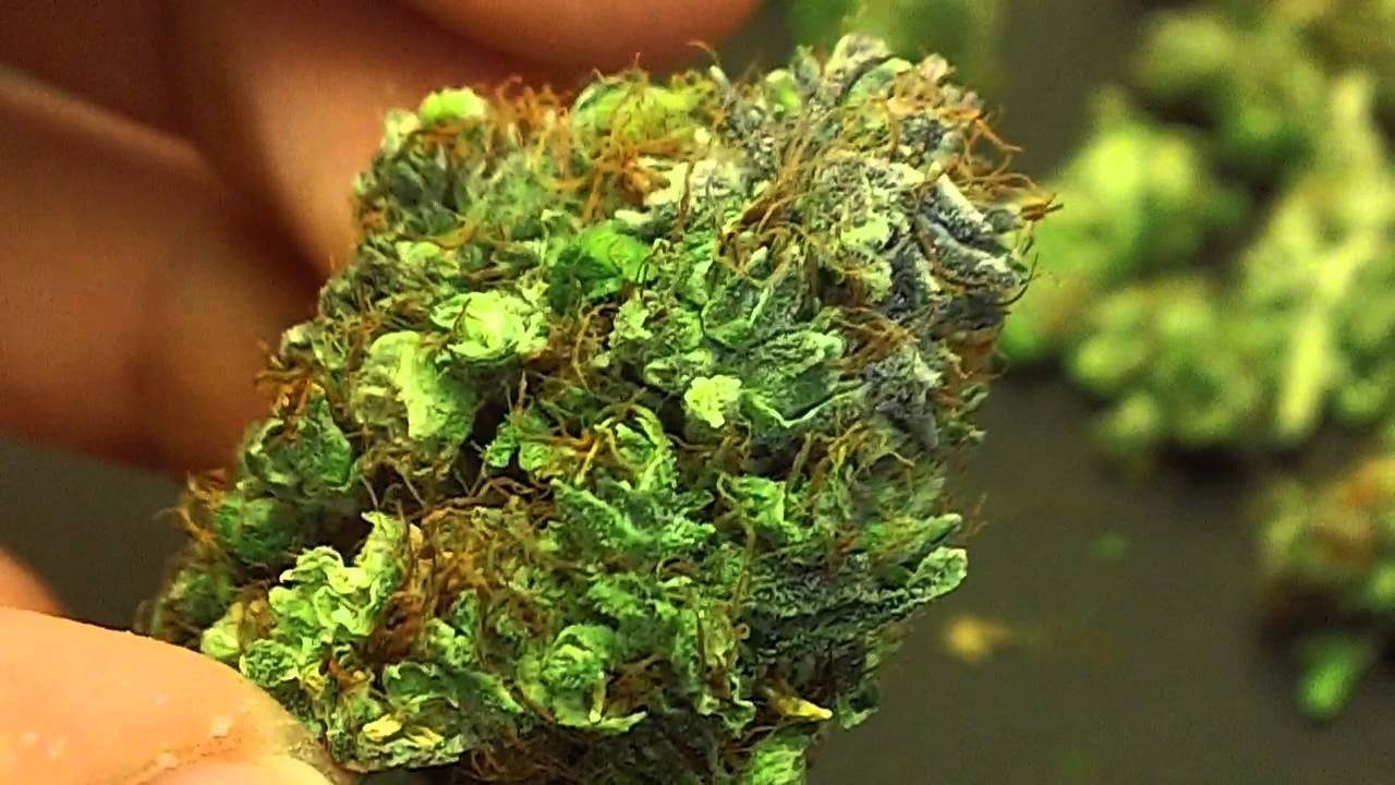 Vanilla Kush harvest part 3