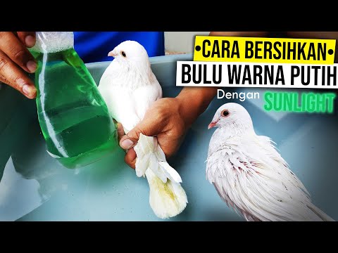 Video: Apakah merpati putih terlihat kotor?