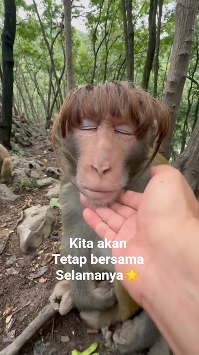 Download lagu Bintang-budak kaca mata