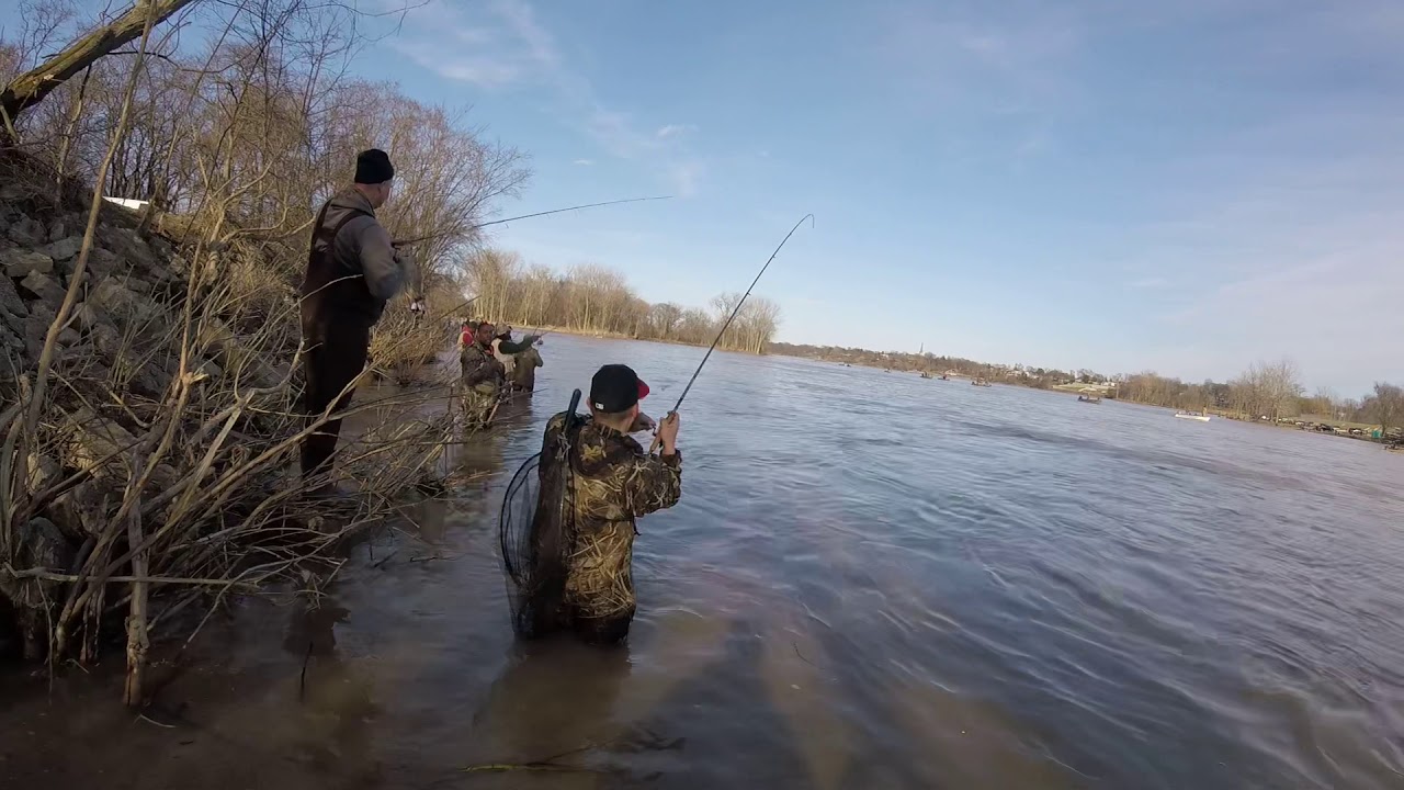 Maumee River Walleye Run YouTube