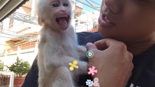 Baby Monkey SUGAR Acts Weirdly Funny Waiting Mom Home
