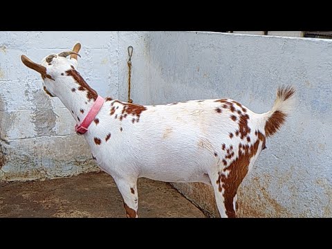 Heer Rani Aaj hamare goat | Sultan | Heer | Rani | farm ke bahar hai 😀 # ...
