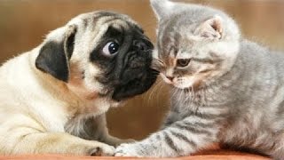 Funny Pugs Vs Cats by AwesomeHouseFun ® 101,668 views 8 years ago 3 minutes, 43 seconds