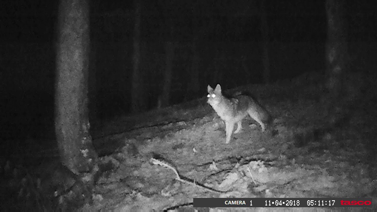 Northern New York Coy dog