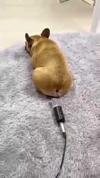 وضع القويطي اذا طقع